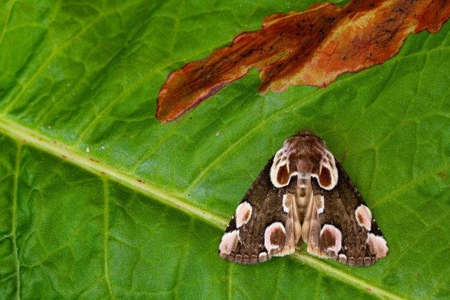 Peach Blossom (Thyatira batis), adult. Framwellgate Moor, 20-06-2021. Copyright Christopher Blakey.