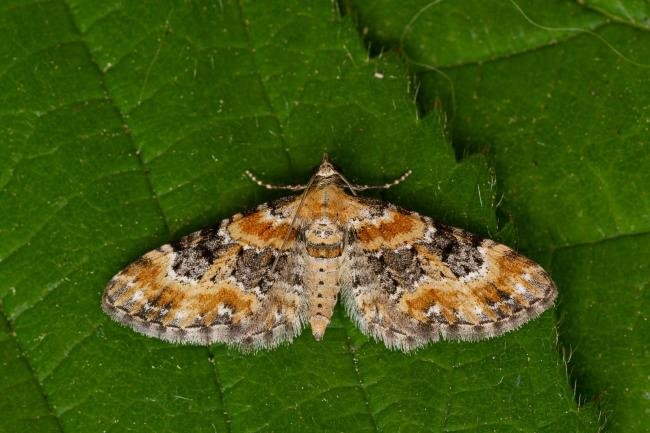 Foxglove Pug (Eupithecia pulchellata), adult. Framwellgate Moor, 24-06-2021. Copyright Christopher Blakey.