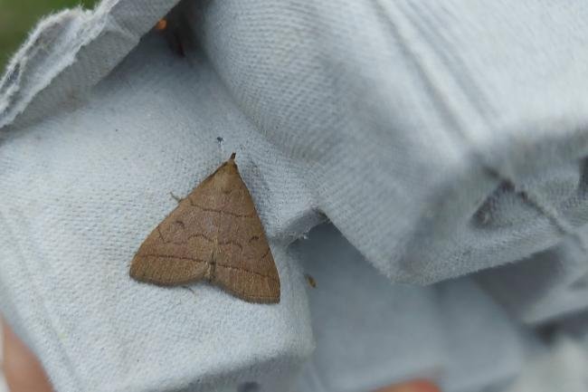 Fan-foot (Herminia tarsipennalis), adult. Framwellgate Moor, 07-07-2021. Copyright Christopher Blakey.