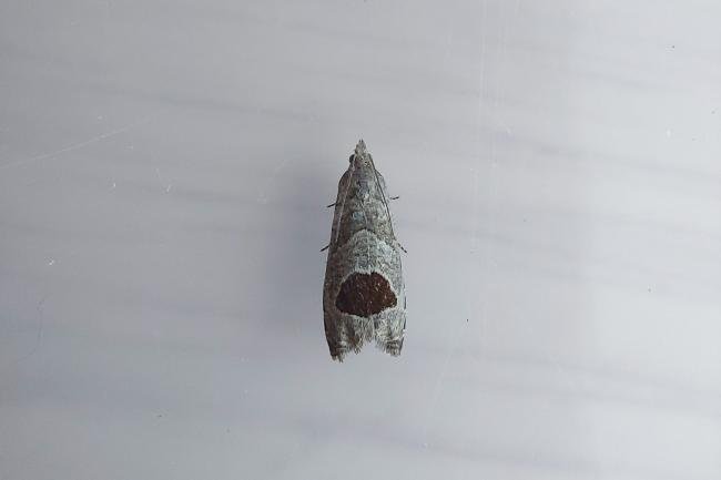 Bramble Shoot Moth (Notocelia uddmanniana), adult. Framwellgate Moor, 07-07-2021. Copyright Christopher Blakey.