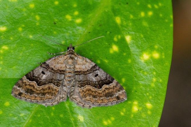 Large Twin-spot Carpet (Xanthorhoe quadrifasiata), adult. Framwellgate Moor, 11-07-2021. Copyright Christopher Blakey.