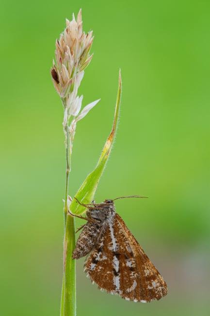 Bordered White (Bupalus piniaria), adult. Framwellgate Moor, 15-07-2021. Copyright Christopher Blakey.