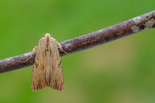 Light Arches (Apamea lithoxylaea), adult. Framwellgate Moor, 15-07-2021. Copyright Christopher Blakey.