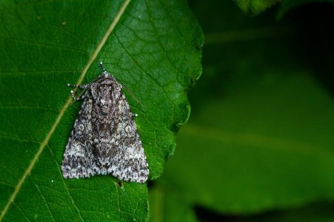 Knot Grass (Acronicta rumicis), adult. Framwellgate Moor, 15-07-2021. Copyright Christopher Blakey.