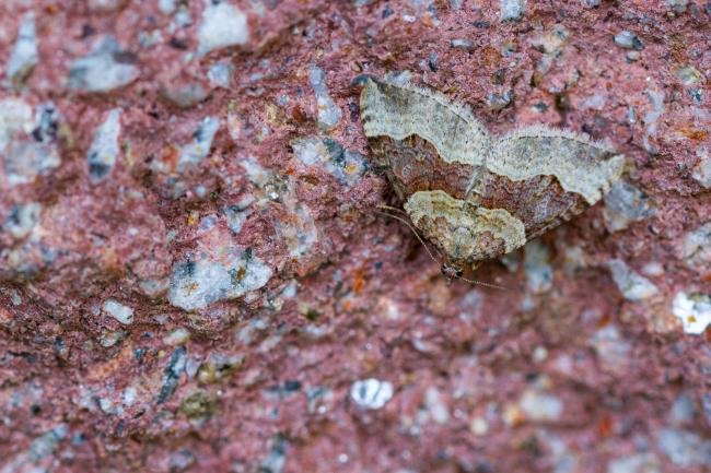 Red Carpet (Xanthorhoe decoloraria), adult. Mid Perthshire, 25-07-2021. Copyright Christopher Blakey.