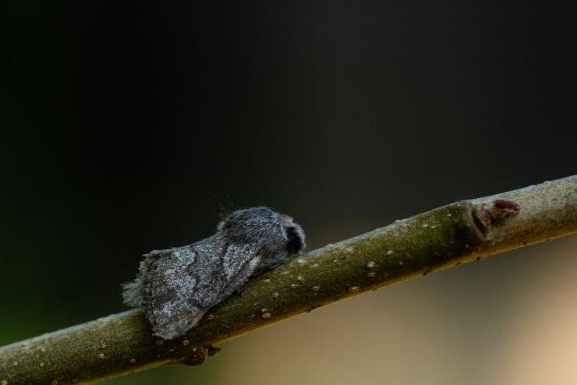 Pale Eggar (Trichiura crataegi), adult. Mid Perthshire, 25-07-2021. Copyright Christopher Blakey.