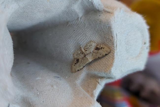 Single-dotted Wave (Idaea dimidiata), adult. Framwellgate Moor, 04-08-2021. Copyright Christopher Blakey.