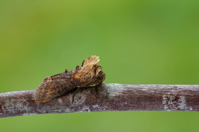 Dark Spectacle (Abrostola triplasia), adult. Framwellgate Moor, 04-08-2021. Copyright Christopher Blakey.