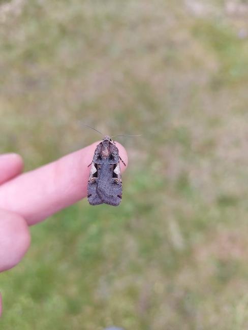 Setaceous Hebrew Character (Xestia c-nigrum), adult. Framwellgate Moor, 07-08-2021. Copyright Christopher Blakey.