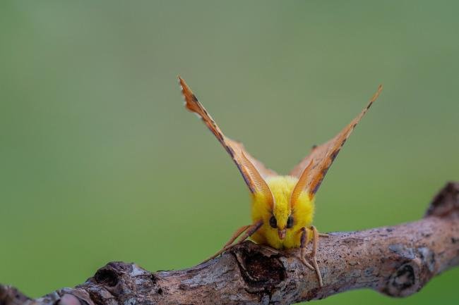 Canary-shouldered Thorn (Ennomos alniaria), adult. Framwellgate Moor, 08-08-2021. Copyright Christopher Blakey.