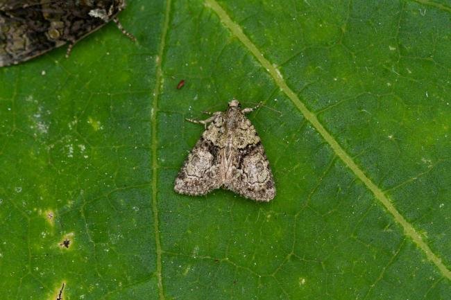 Tree-lichen Beauty (Cryphia algae), adult. West Sussex, 18-08-2021. Copyright Christopher Blakey.