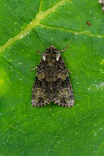 Coronet (Craniophora ligustri), adult. West Sussex, 18-08-2021. Copyright Christopher Blakey.