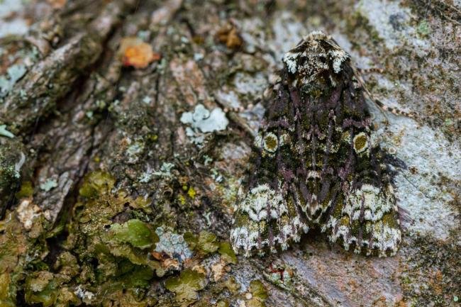 Coronet (Craniophora ligustri), adult. West Sussex, 18-08-2021. Copyright Christopher Blakey.