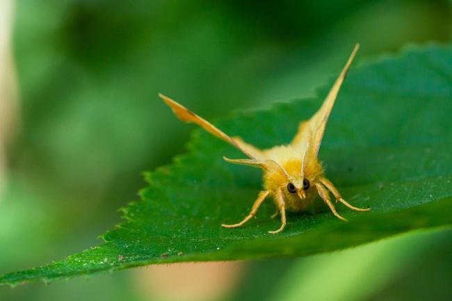 September Thorn (Ennomos erosaria), adult. Taken outside Durham (Oxfordshire), 26-08-2021. Copyright Christopher Blakey.