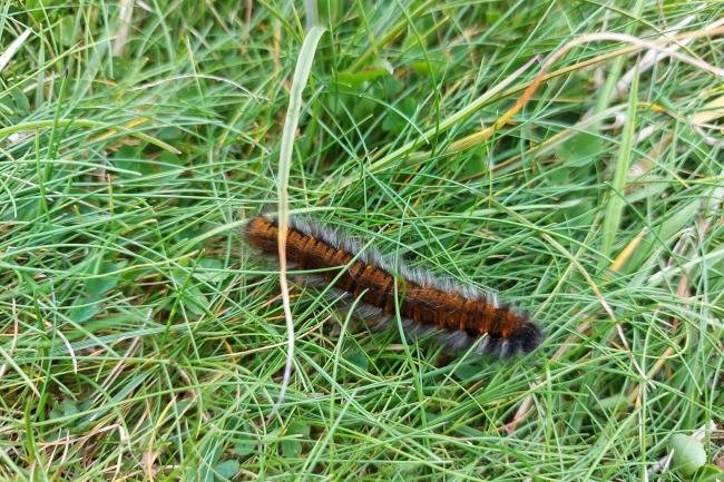 Fox Moth (Macrothylacia rubi), adult. Taken outside Durham (Pembrokeshire), 01-09-2021. Copyright Christopher Blakey.