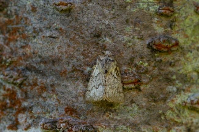 Pale Eggar (Trichiura crataegi), adult. West Sussex, 08-09-2021. Copyright Christopher Blakey.