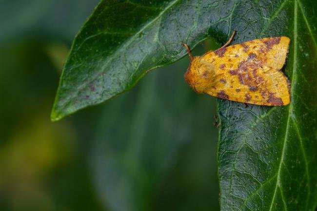 Pink-barred Sallow (Xanthia togata), adult. Framwellgate Moor, 16-09-2021. Copyright Christopher Blakey.