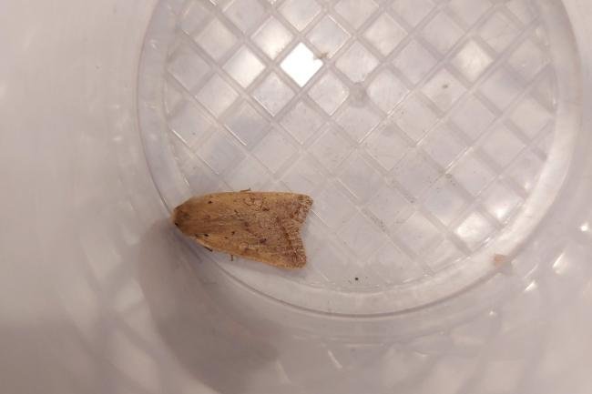 Yellow-line Quaker (Leptologia macilenta), adult. Framwellgate Moor, 19-10-2021. Copyright Christopher Blakey.