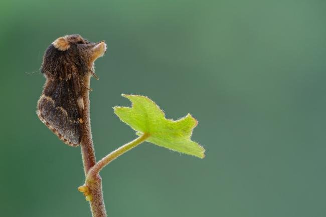 December Moth (Poecilocampa populi), adult. Framwellgate Moor, 25-10-2021. Copyright Christopher Blakey.