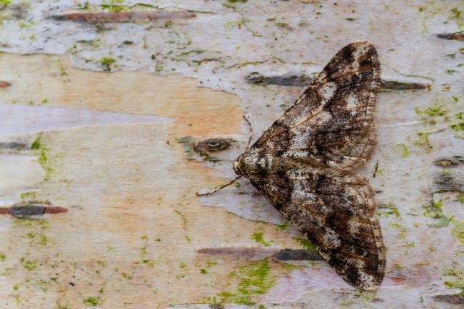 Spring Usher (Agriopis leucophaearia), adult. Cater House Colliery, 13-02-2022. Copyright Christopher Blakey.