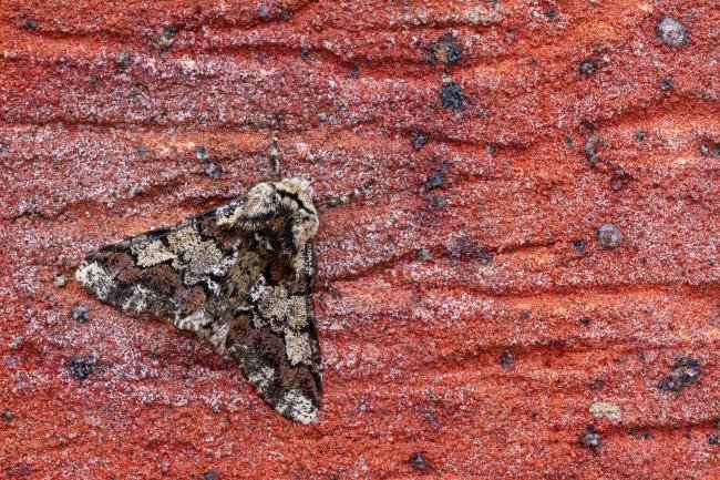 Oak Beauty (Biston strataria), adult. Framwellgate Moor, 13-03-2022. Copyright Christopher Blakey.