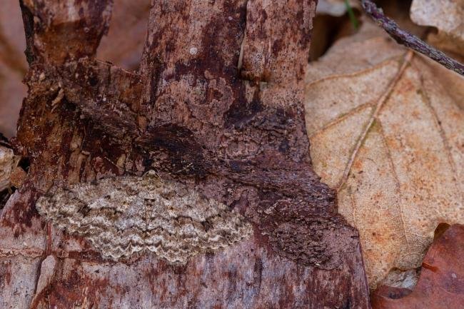 Engrailed (Ectropis crepuscularia), adult. Waldridge Fell, 23-03-2022. Copyright Christopher Blakey.