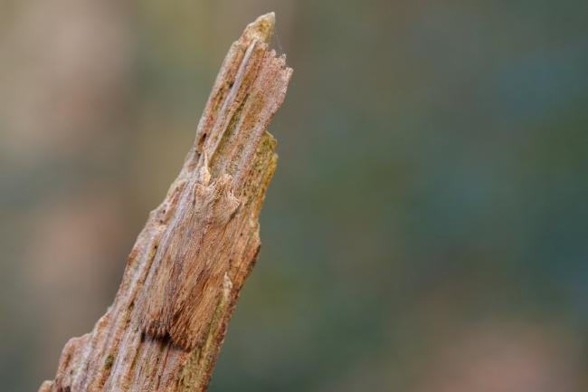 Pale Pinion (Lithophane socia), adult. Waldridge Fell, 23-03-2022. Copyright Christopher Blakey.