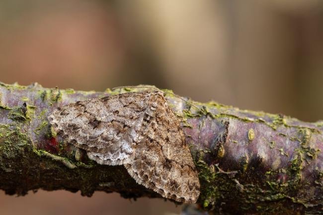 Engrailed (Ectropis crepuscularia), adult. Waldridge Fell, 23-03-2022. Copyright Christopher Blakey.