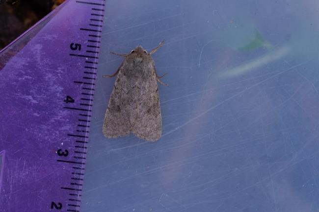 Lead-coloured Drab (Orthosia populeti), adult. Oxfordshire, 29-03-2022. Copyright Christopher Blakey.