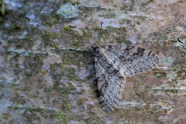 Early Tooth-striped (Trichopteryx carpinata), adult. Waldridge Fell, 06-04-2022. Copyright Christopher Blakey.