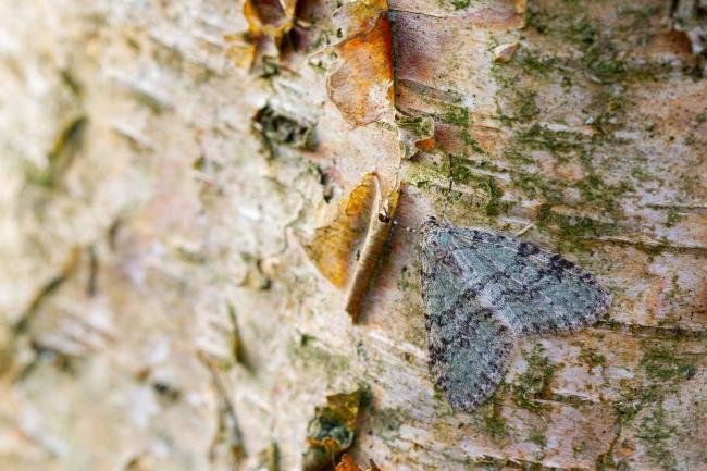 Early Tooth-striped (Trichopteryx carpinata), adult. Waldridge Fell, 06-04-2022. Copyright Christopher Blakey.