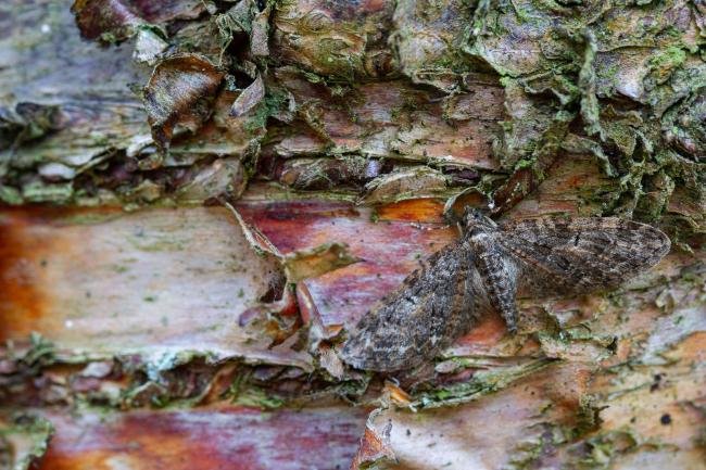 Brindled Pug (Eupithecia abbreviata), adult. Waldridge Fell, 06-04-2022. Copyright Christopher Blakey.