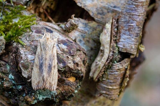 Pale Pinion (Lithophane socia), adult. Waldridge Fell, 06-04-2022. Copyright Christopher Blakey.