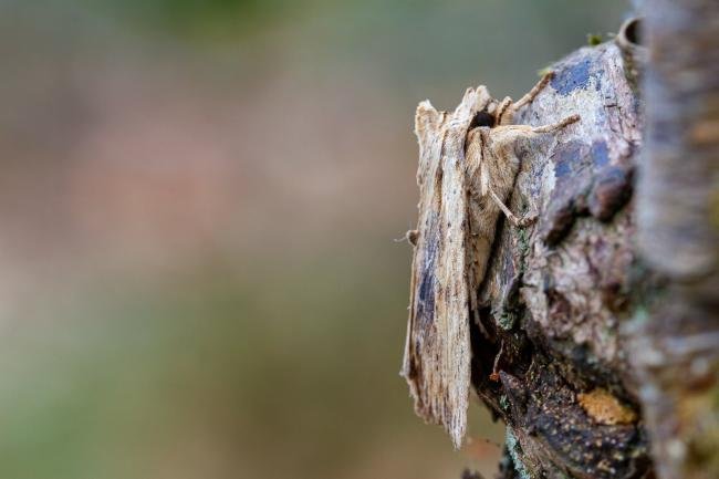 Pale Pinion (Lithophane socia), adult. Waldridge Fell, 06-04-2022. Copyright Christopher Blakey.