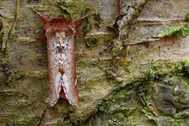 Scarce Prominent (Odontosia carmelita), adult. Waldridge Fell, 02-05-2022. Copyright Christopher Blakey.