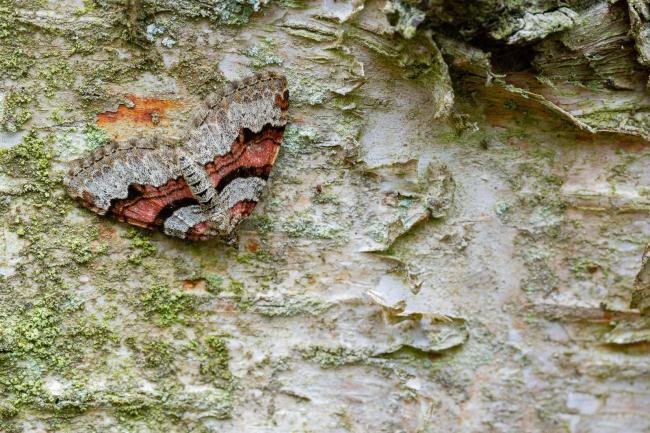 Flame Carpet (Xanthorhoe designata), adult. Waldridge Fell, 02-05-2022. Copyright Christopher Blakey.