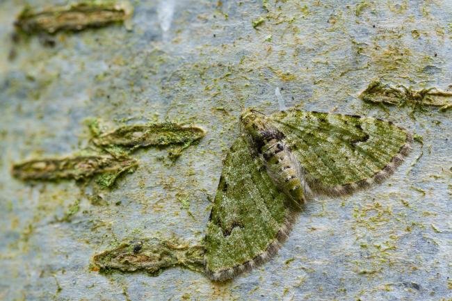 V-Pug (Chloroclystis v-ata), adult. Waldridge Fell, 06-05-2022. Copyright Christopher Blakey.