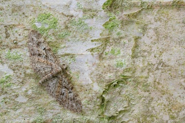 Brindled Pug (Eupithecia abbreviata), adult. Waldridge Fell, 06-05-2022. Copyright Christopher Blakey.