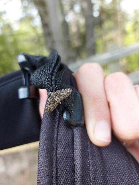 Dwarf Pug (Eupithecia tantillaria), adult. Tunstall Reservoir, 14-05-2022. Copyright Christopher Blakey.