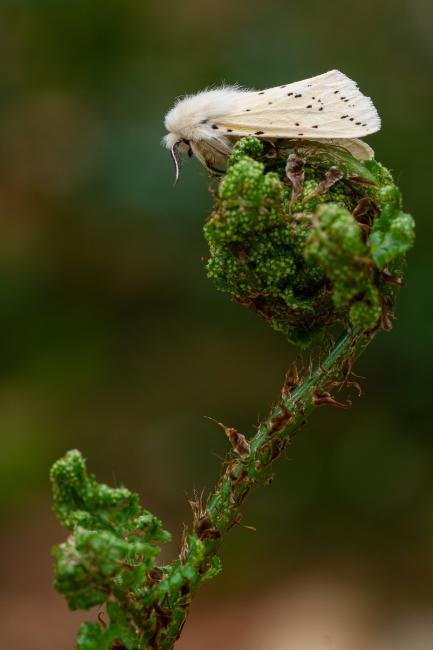 White Ermine (Spilosoma lubricipeda), adult. Waldridge Fell, 15-05-2022. Copyright Christopher Blakey.