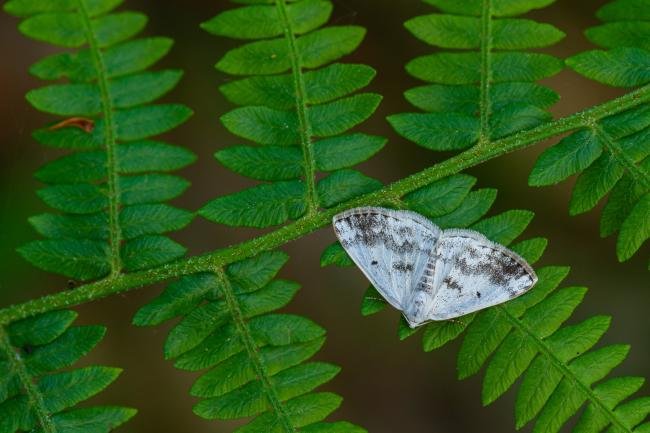 Clouded Silver (Lomographa temerata), adult. Waldridge Fell, 19-05-2022. Copyright Christopher Blakey.