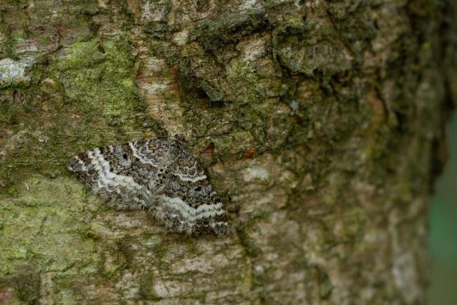 Common Carpet (Epirrhoe alternata), adult. Waldridge Fell, 19-05-2022. Copyright Christopher Blakey.