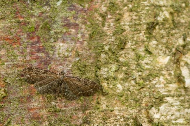 Common Pug (Eupithecia vulgata), adult. Waldridge Fell, 19-05-2022. Copyright Christopher Blakey.