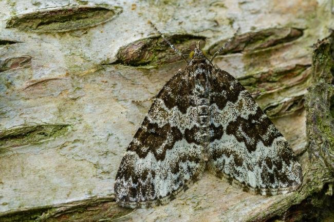 Broken-barred Carpet (Electrophaes corylata), adult. Waldridge Fell, 19-05-2022. Copyright Christopher Blakey.