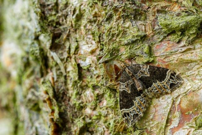 Small Phoenix (Ecliptopera silaceata), adult. Waldridge Fell, 19-05-2022. Copyright Christopher Blakey.