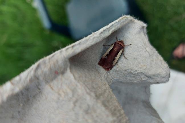 Flame Shoulder (Ochropleura plecta), adult. Framwellgate Moor, 23-05-2022. Copyright Christopher Blakey.