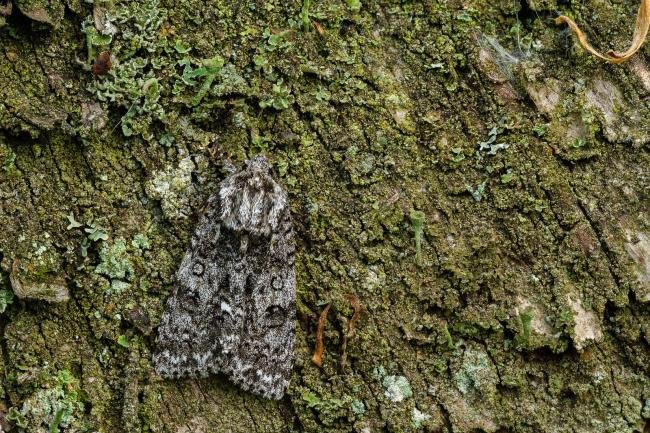 Knot Grass (Acronicta rumicis), adult. Waldridge Fell, 30-05-2022. Copyright Christopher Blakey.