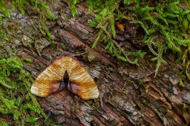 Scorched Wing (Plagodis dolabraria), adult. Waldridge Fell, 30-05-2022. Copyright Christopher Blakey.