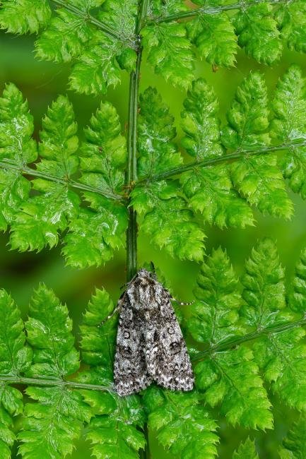 Knot Grass (Acronicta rumicis), adult. Waldridge Fell, 30-05-2022. Copyright Christopher Blakey.