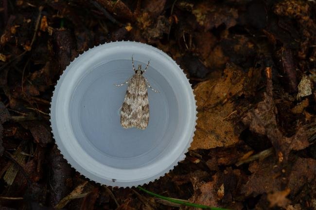 Scoparia ambigualis, adult. Waldridge Fell, 30-05-2022. Copyright Christopher Blakey.